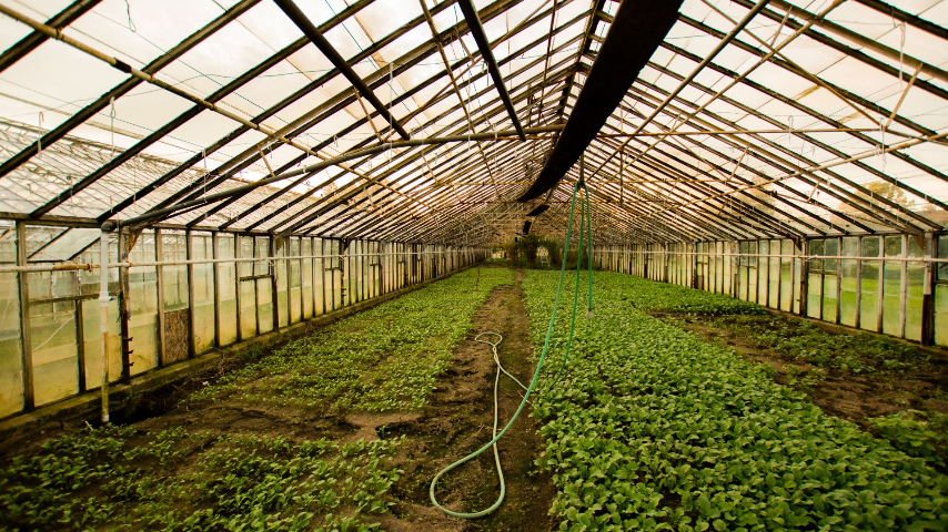 НИИ сельского хозяйства Крыма передал в Херсонскую область российские сорта агрокультур