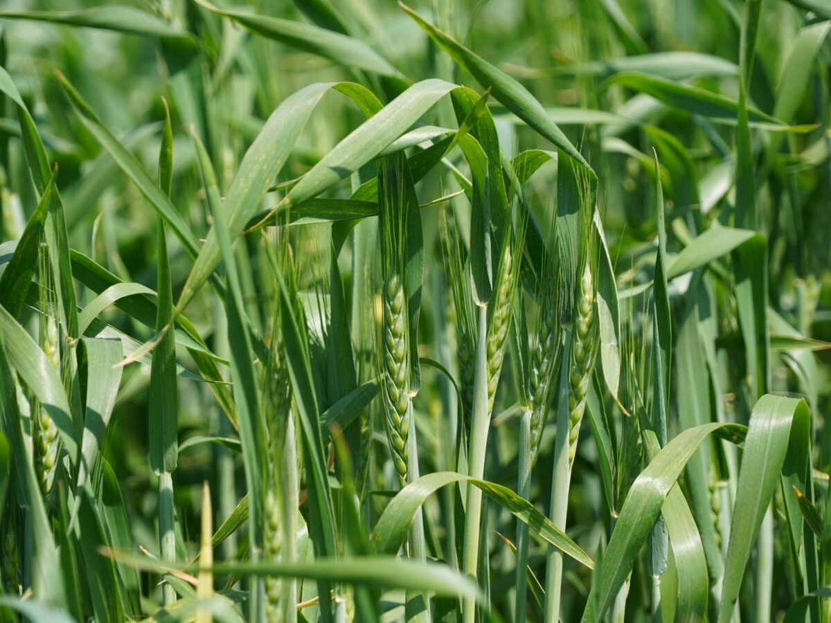 Фермеры ДНР планируют собрать более 500 тыс. тонн зерновых и зернобобовых культур