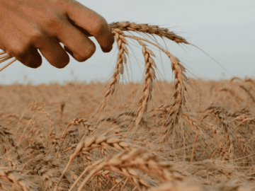 В Херсонской области закончили уборку ранних зерновых