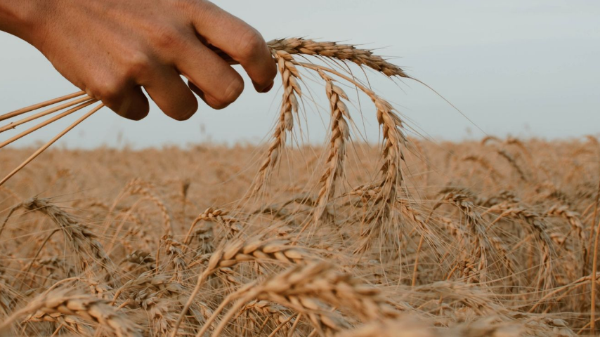 В Херсонской области закончили уборку ранних зерновых