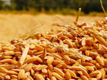 «Государственный зерновой оператор» повысил цены на закупку зерна в Запорожской области