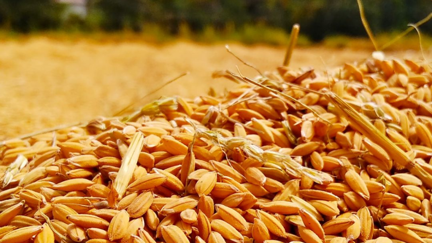 В Запорожской области убрали более миллиона тонн зерновых и зернобобовых культур