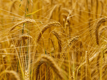 В России собрали более 100 млн тонн зерна