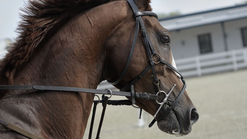 Лошади конных заводов ЛНР готовятся к выходу на ипподромы России