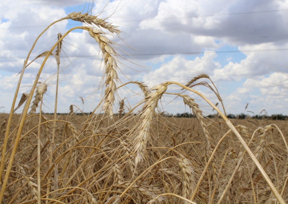 Более 720 тыс. тонн зернобобовых и зерновых культур намолочено в ДНР