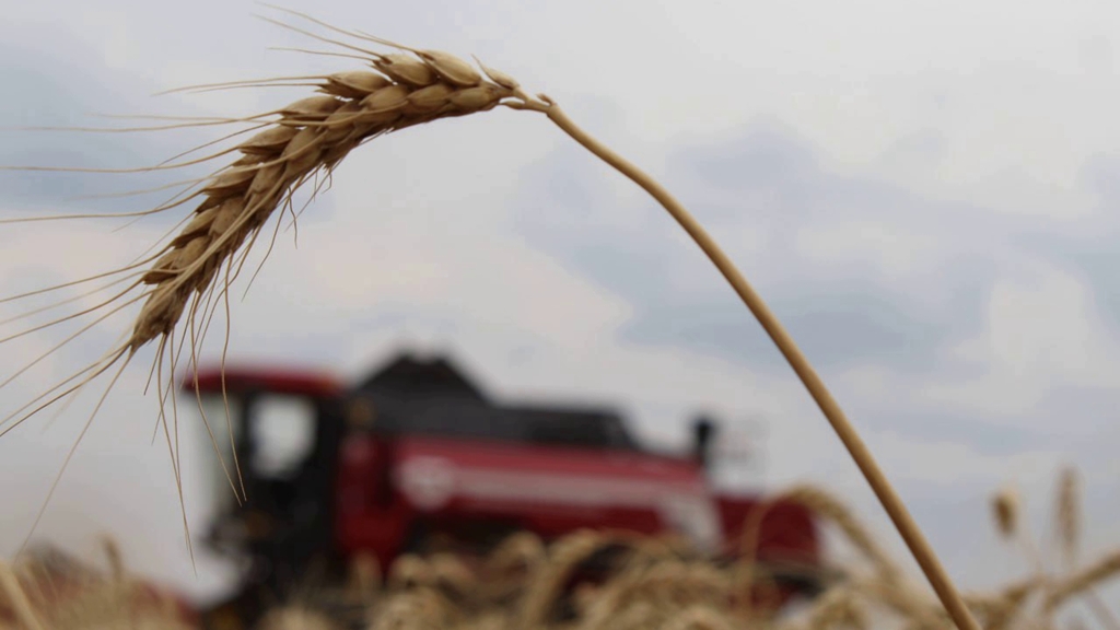 Минагропром ДНР одобрил треть заявок аграриев на субсидии по возмещению затрат на работу