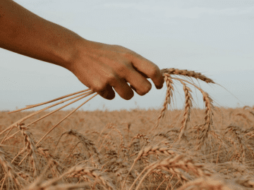 Россия поставит в Африку до 200 тысяч тонн пшеницы безвозмездно