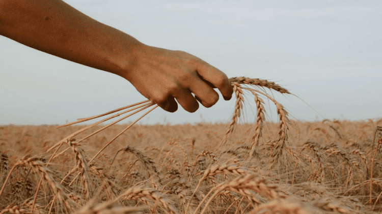 Эксперт: Объёмы поставок зерна в Азию будут расти