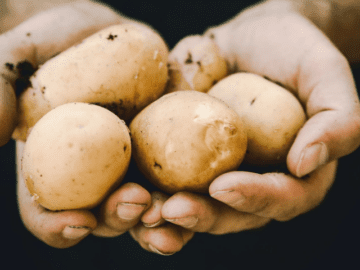 В 2023 году урожай картофеля в Ивановской области вырос на 20%