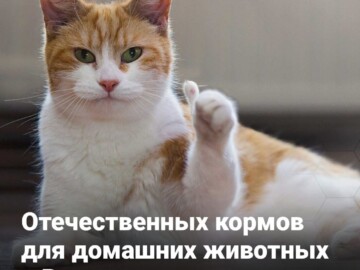 Отечественных кормов для домашних животных в России хватит