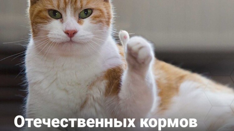Отечественных кормов для домашних животных в России хватит